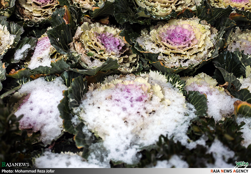 تصاویر:: بارش برف در تهران
